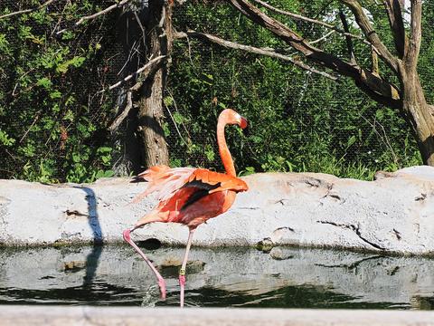 Flamingo #2