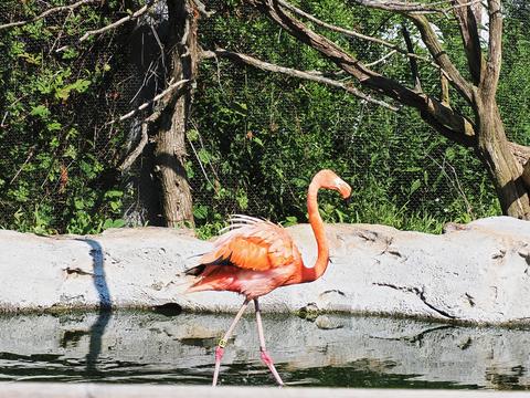 Flamingo #3