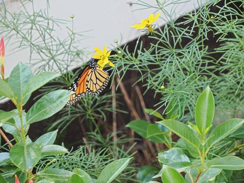 Butterfly #2