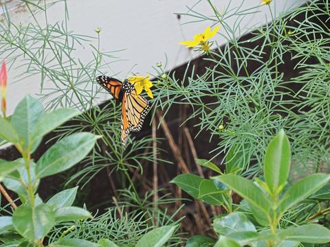 Butterfly #3