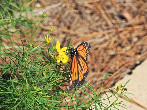 Butterfly #4