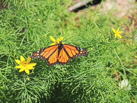Butterfly #5