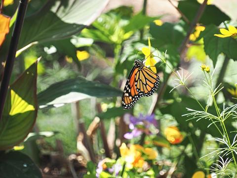 Butterfly #6