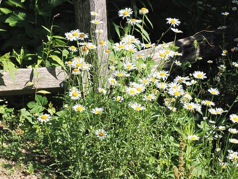 Daisies