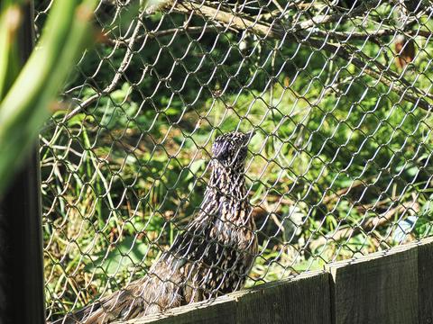 Roadrunner