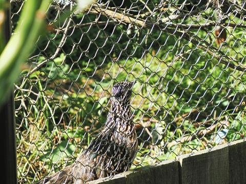 Roadrunner #2