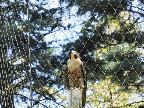 Peregrine falcon