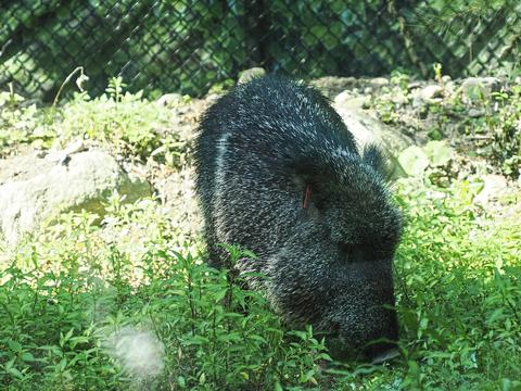 Chacoan peccary #4