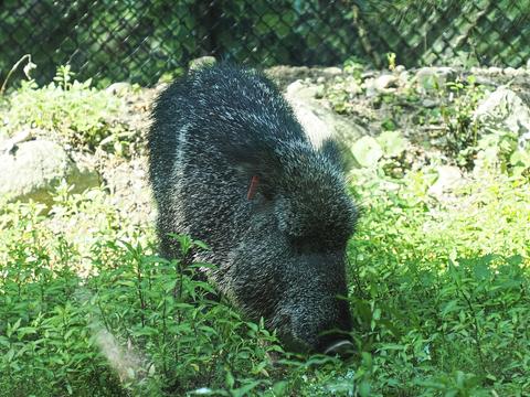 Chacoan peccary #5