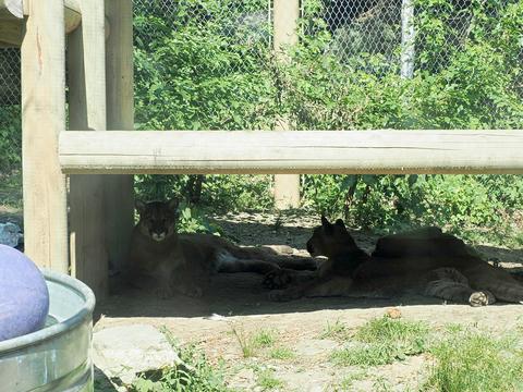 Cougars