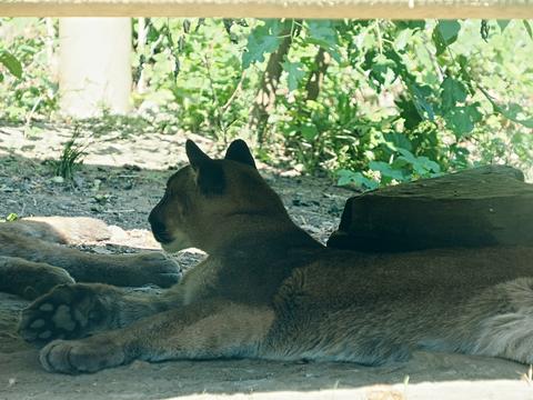 Cougar