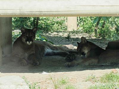 Cougars #2
