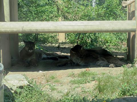 Cougars #3