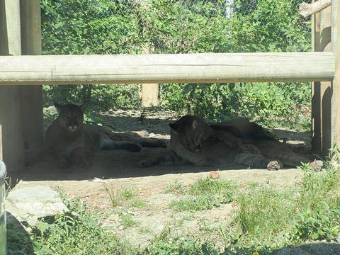 Cougars #4