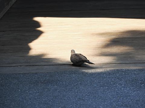 Pigeon