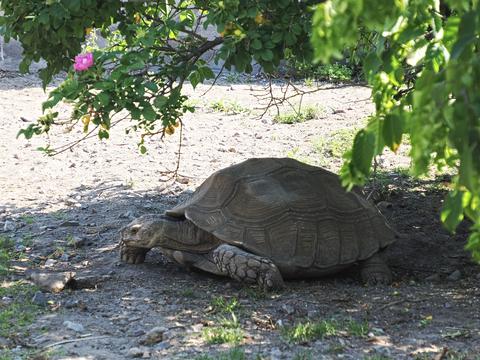 African spurred tortoise #4