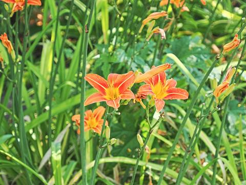 Lily
