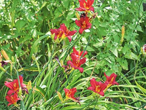 Lilies