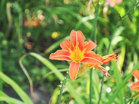Lily #2