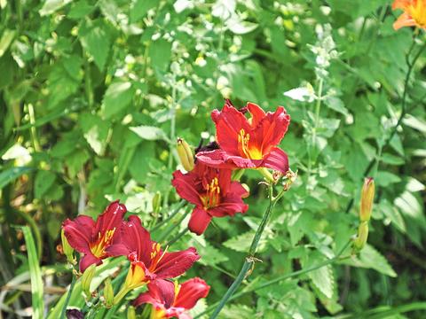 Lilies #2