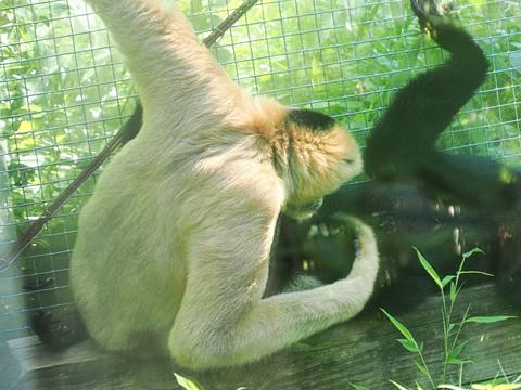 Gibbons