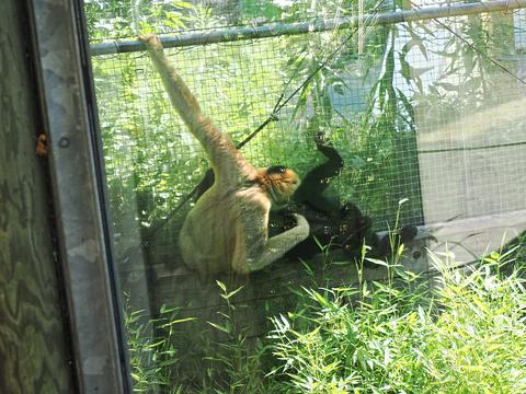 Gibbons #2