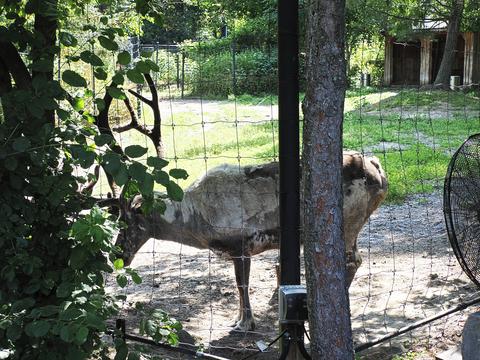 Reindeer #2