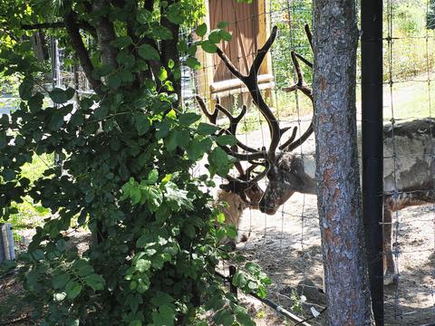 Reindeer #3