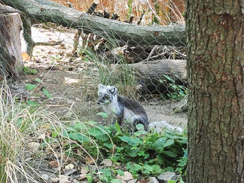 Artic fox #2