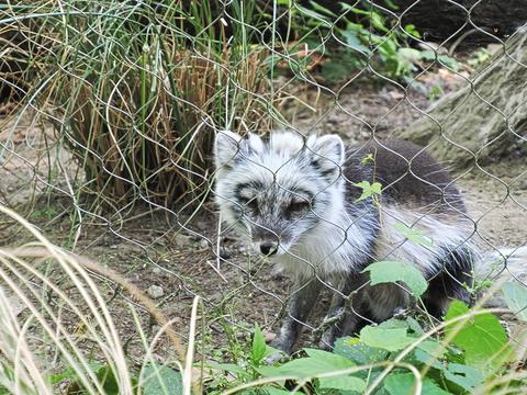 Artic fox #4