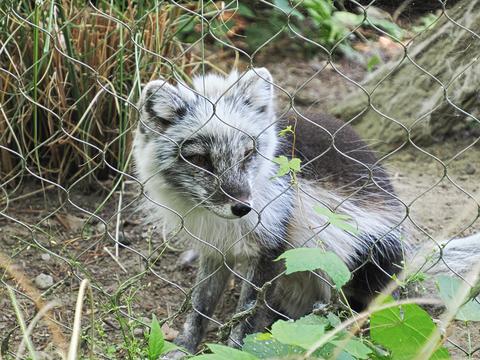 Artic fox #5