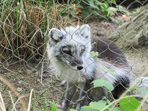 Artic fox #6