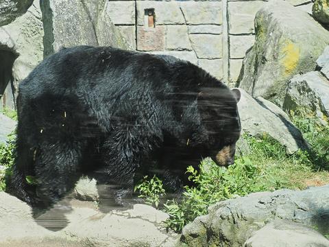 American black bear #4