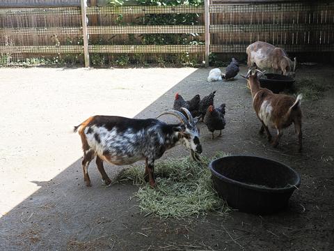 Goats