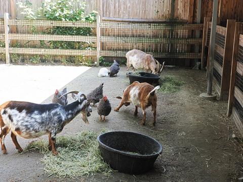 Goats #2