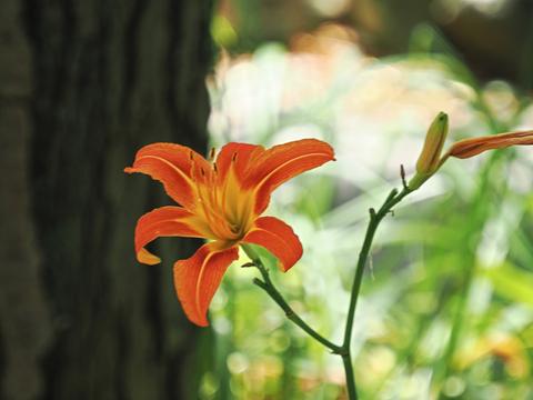 Lily #3