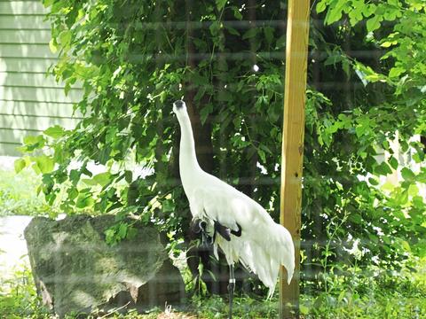 Sandhill crane
