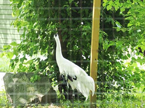 Sandhill crane #2