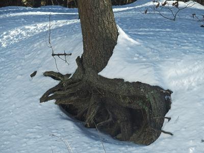 Tree roots in winter #2