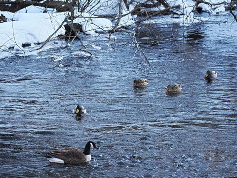 Ducks on the Charles river