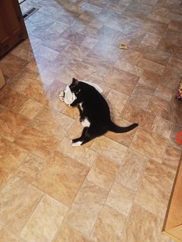 Nightwind with a towel