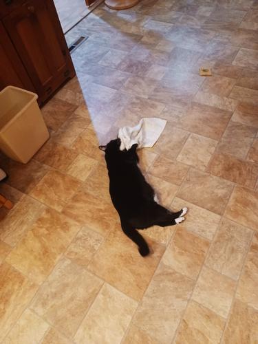 Nightwind with a towel #3