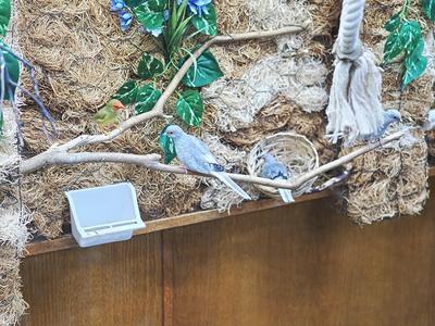 Birds at Oak Crest in DeKalb, Illinois #2