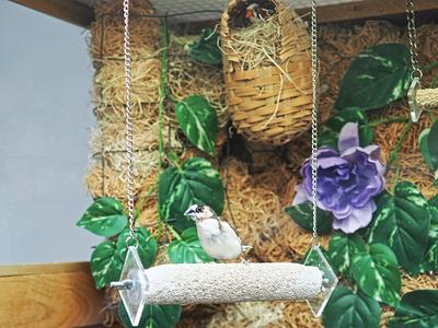 Birds at Oak Crest in DeKalb, Illinois #3