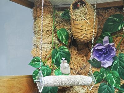 Birds at Oak Crest in DeKalb, Illinois #4