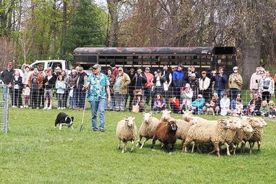 Herding sheep