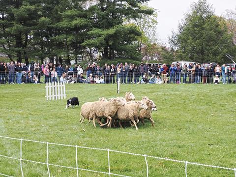 Herding sheep #5