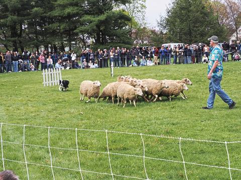 Herding sheep #6