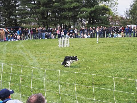 Run dog, run