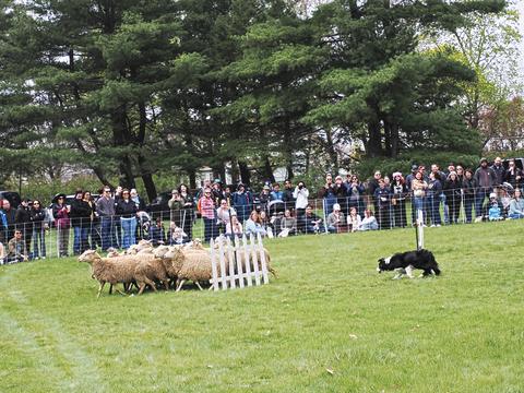 Herding sheep #7